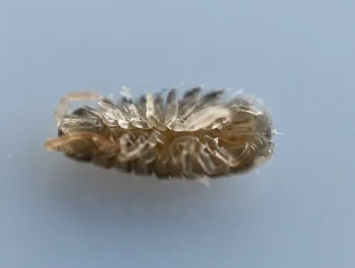 Jaera posthirsuta
