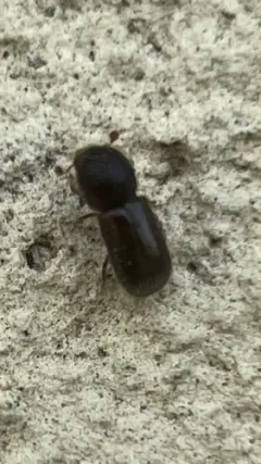 Polished Bark Beetle thumbnail 2