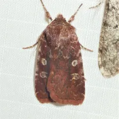 Reddish Speckled Dart thumbnail 3