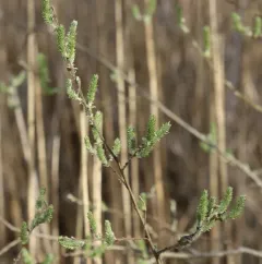 Grey Willow thumbnail 3