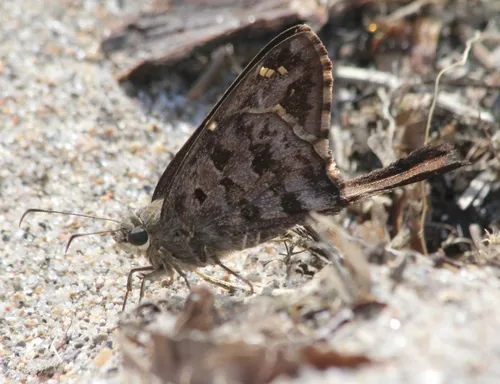 Dorantes Longtail