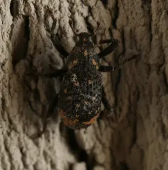 Pitted Hidden Snout Weevil thumbnail 4
