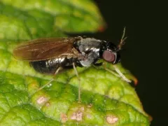 Melanomyza manuleata thumbnail 2