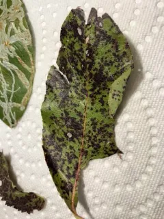 Phacidiopycnis washingtonensis thumbnail 3
