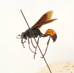 Palmodes dimidiatus thumbnail 4