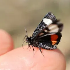 Grapevine Epimenis Moth thumbnail 2
