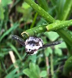 Bombylius anthophilus thumbnail 2