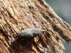 Lesser Billbug thumbnail 3
