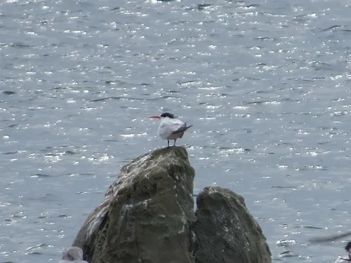 Elegant Tern