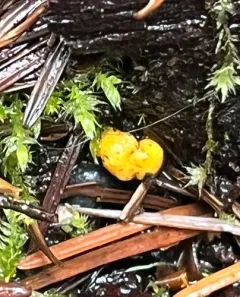 Endogone pisiformis thumbnail 4