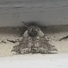 Stout Spanworm Moth thumbnail 2