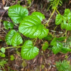 snow dwarf bramble thumbnail 3