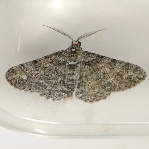 Double-lined Gray