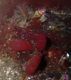 Red Sea Grapes thumbnail 3