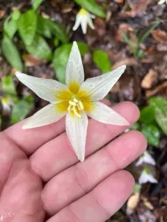 California Fawn Lily thumbnail 4