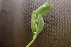 Albugo lepidii thumbnail 4