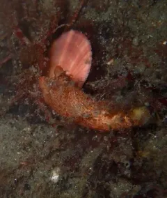 Long-stalked Sea Squirt thumbnail 4