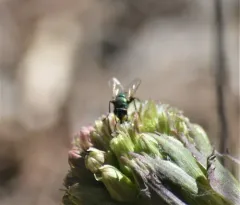 Small False Greenbottle thumbnail 4