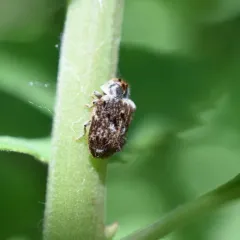Trichodesma cristata thumbnail 3