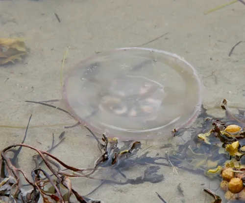Common Moon Jelly