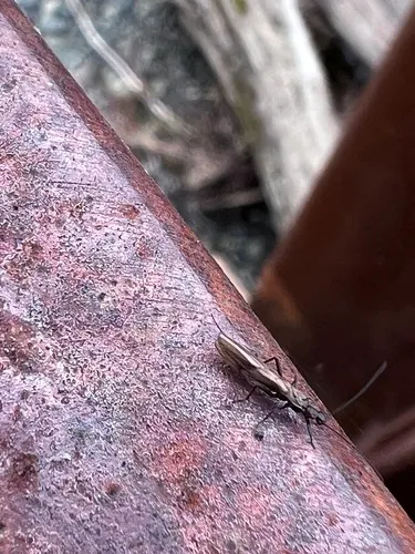Saddleback Snowfly