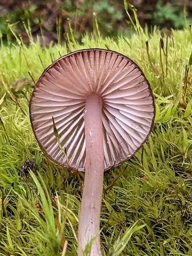 red edge bonnet