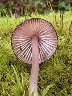 red edge bonnet thumbnail 1
