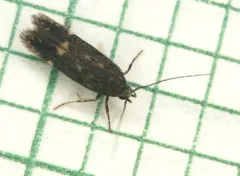 Red-striped Fireworm Moth thumbnail 1