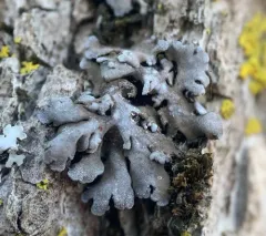 Crescent Frost Lichen thumbnail 1