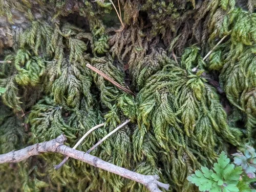 Alleghany Thamnobryum Moss