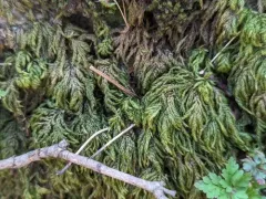 Alleghany Thamnobryum Moss thumbnail 1
