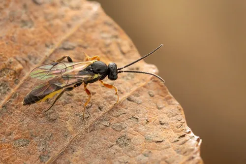 Orthopelma mediator