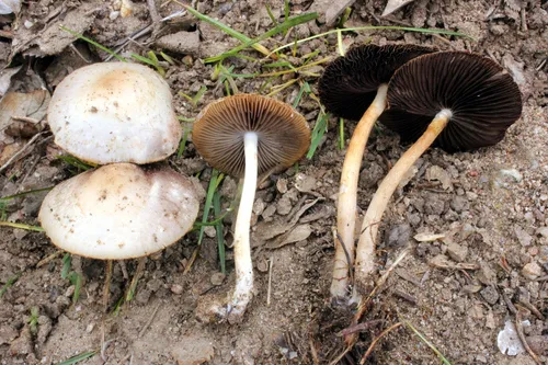 Psathyrella griseopallida