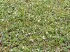 arctic cottongrass thumbnail 3