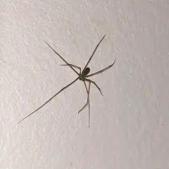 Opilion-like Cellar Spider thumbnail 3