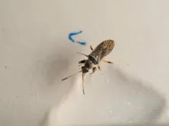 Pale-spotted Seed Bug thumbnail 4