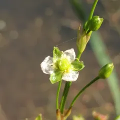 northern water-plantain thumbnail 2