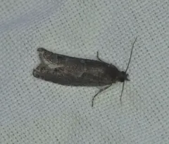 Early Aspen Leafroller Moth thumbnail 3