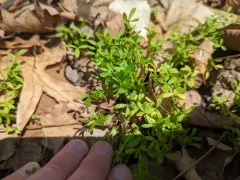 Entyloma floerkeae thumbnail 2