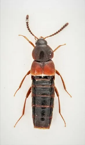 Aleochara thoracica
