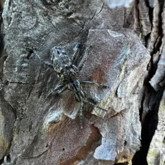 Ribbed Pine Borer thumbnail 4