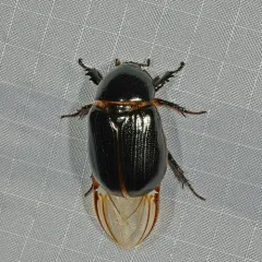Relict Rhinoceros Beetle thumbnail 4