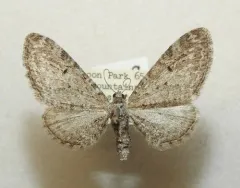 Eupithecia perfusca thumbnail 2