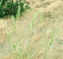nit grass thumbnail 4
