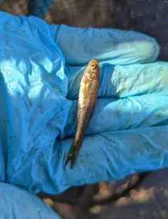 Brassy Minnow thumbnail 3