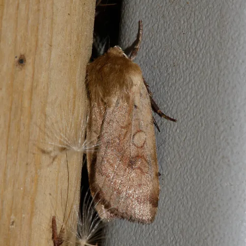 Labrador Dart