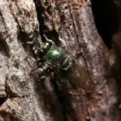 Large Metallic Ant Fly thumbnail 2