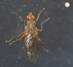 Furcate Dung Fly thumbnail 2