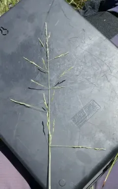 lemmon's alkali grass thumbnail 2