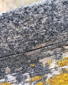 Board Lichen thumbnail 1